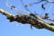 Black Knot